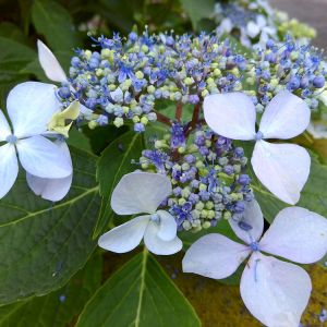 Hydrangea macrophylla ‘Blue Billow’ – Bigleaf Hydrangea – Garden Hydrangea – Florist’s Hydrangea – get a quote