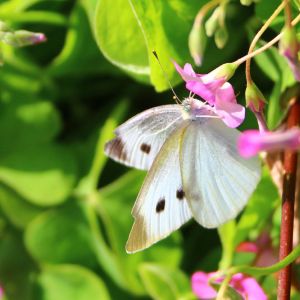 Imported Cabbageworm – Cabbbage Butterfly – Cabbage White – Pieris rapae get a quote