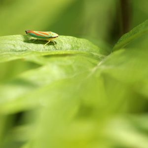 Leaf Hoppers get a quote