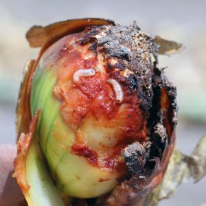 Buy Root, Tuber and Bulb Feeders Plants