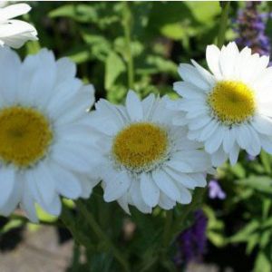Chrysanthemum ‘Sunny Side Up’ get a quote