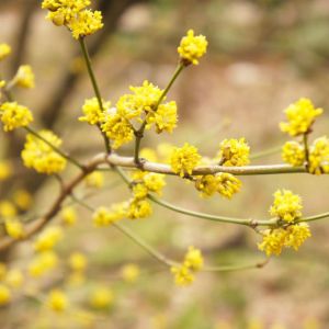 Lindera benzoin – Spice Bush – Benjamin Bush – get a quote
