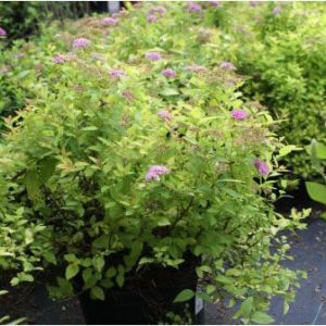 Spiraea ‘Golden Princess’ get a quote