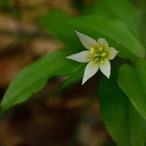 Disporum smilacinum – Prosartes – Fairy Bells – get a quote