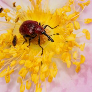 Rose Curculio – Merhynchites bicolor get a quote