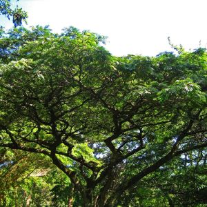 Albizia adianthifolia ‘ Flat Crown ‘ Paraserianthes get a quote