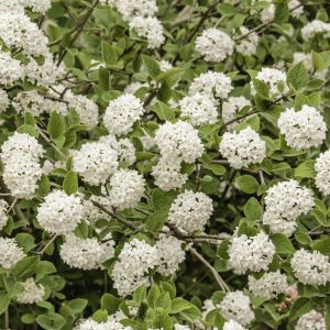 Viburnum carlesii ‘Compactum’ – Korean Spice Viburnum – Korean Viburnum get a quote