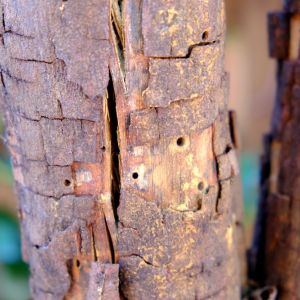 Borers get a quote