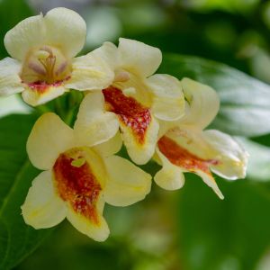Weigela middendorffiana get a quote
