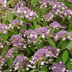 Hydrangea villosa – get a quote