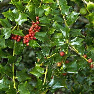 Ilex ‘Lydia Morris’ – Holly – get a quote