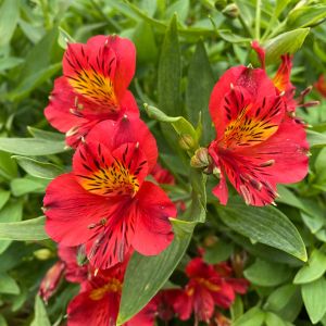 Alstroemeria haemantha – Herb lily – Peruvian lily get a quote