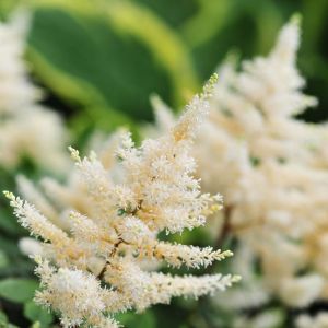 Astilbe ‘Diamont’ – Astilbe ‘Diamond’ – False Spiraea get a quote