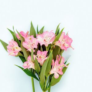Alstroemeria hookeri – Peruvian lily get a quote