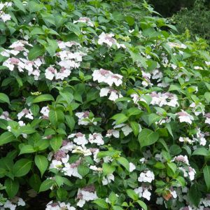 Hydrangea macrophylla ‘Lanarth White’ – Bigleaf Hydrangea – Garden Hydrangea – Florist’s Hydrangea – get a quote