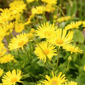 Doronicum plantagineum – Leopard’s Bane – get a quote