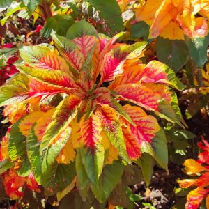Amaranthus tricolor ‘Joseph’s Coat’ – Chinese spinach – Tampala – get a quote
