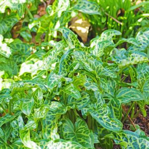 Arum italicum ‘Marmoratum’ – Arum italicum ‘Pictum’ – Italian Arum – Lords and Ladies get a quote