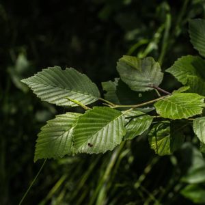 Alnus incana ‘ Gray Alder ‘ Alder get a quote