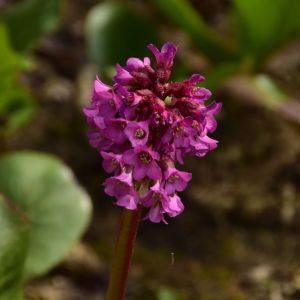 Bergenia ‘Sunningdale’ – Megasea – Elephant’s Ears – Pigsquek – get a quote