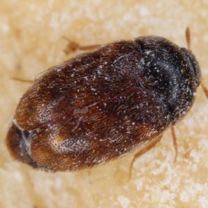 Khapra Beetle – Trogoderma granarium get a quote