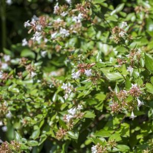 Abelia x grand. ‘Little Richard’ – Little Richard Abelia – get a quote