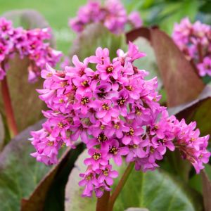 Bergenia ‘Morgenrote’ – Bergenia ‘Morning Red’ – Megasea – Elephant’s Ears – Pigsquek – get a quote