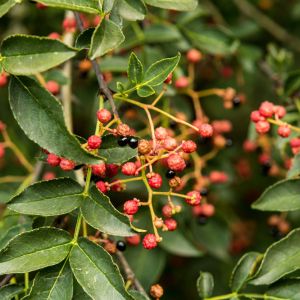 Zanthoxylum simulans – Prickly Ash – Flatspine Prickly-ash – get a quote