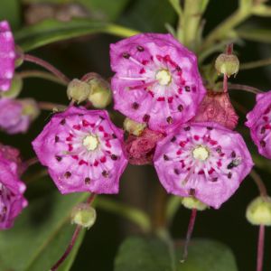 Kalmia polifolia – Eastern Bog Laurel – get a quote
