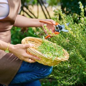 Growing Savory get a quote
