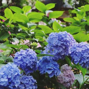 Hydrangea macrophylla ‘Generale Vicomtesse de Vibraye’ – Bigleaf Hydrangea – Garden Hydrangea – Florist’s Hydrangea – get a quote