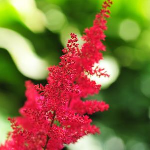 Astilbe ‘Red Sentinel’ – False Spiraea get a quote