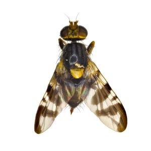 European Cherry Fruit Fly – Rhagoletis cerasi get a quote