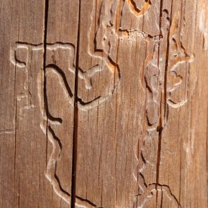 Buy Trunk and Branch Borers Plants