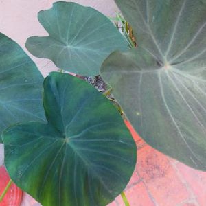 Xanthosoma violaceum – Blue Taro – Elephant Ear – Yautia – Tannia – Malanga – Ape – get a quote