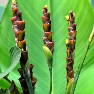 Calathea lutea – Calathea discolor – get a quote