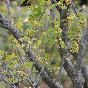 Ilex serrata – Japanese Winterberry – Finetoothe Holly – Holly – get a quote