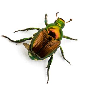 Japanese Beetle – Popilla japonica get a quote