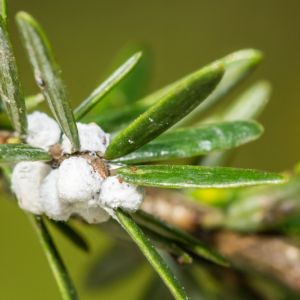Hemlock Woolly Adelgid – Adelges tsugae get a quote