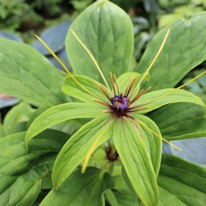 Paris polyphylla – Daiswa polyphylla – Daiswa – get a quote