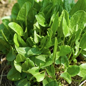 Rumex acetosa – Sorrel – Dock – Garden Sorrel – Acetosa sagittate – Dock – Sorrel – get a quote