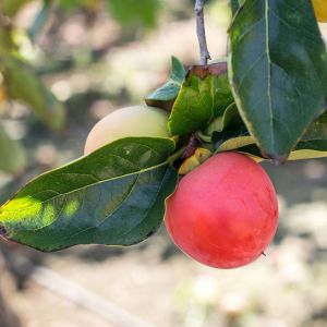 Diospyros khaki ‘Hachiya’ – Chinese Persimmon – Japanese Persimmon – Khaki – Japanese Date Plum – Persimmon – Ebony – get a quote