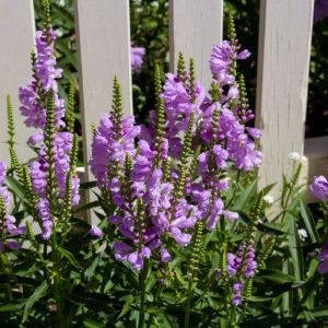 Physostegia virginiana ‘Vivid’ – Physostegia speciose – Obedient Plant – False Dragon Head – get a quote