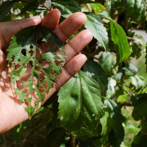 Buy Leaf Chewers Plants