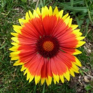 Gaillardia x grandiflora ‘Dazzler’ – Blanket Flower – get a quote