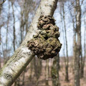 Buy Gall Makers Plants