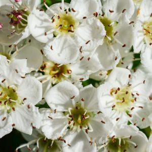 Crataegus laevigata ‘Plena’ – Crataegus oxyacantha of gardens – English Hawthorn – Quick Set Hawthorn – White Thorn – Midland Hawthorn- Hawthorn – May – get a quote