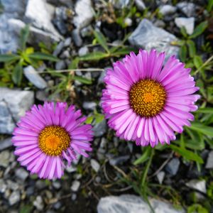 Erigeron ‘Charity’ – Fleabane – get a quote