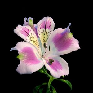 Alstroemeria pelegrina – Alstroemeria gayana – Peruvian lily get a quote