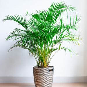 Chrysalidocarpus lutescens – Medium – Areca palm – get a quote